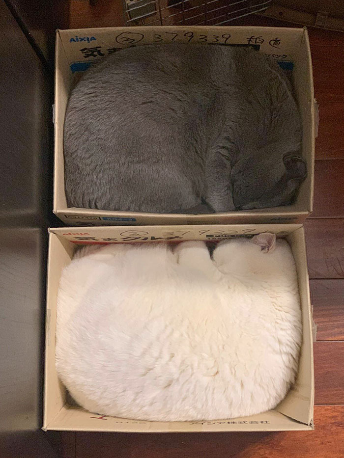 50 Times People Documented Animal ‘If I Fits, I Sits’ Examples In Real Life 50 Times People Documented Animal ‘If I Fits, I Sits’ Examples In Real Life