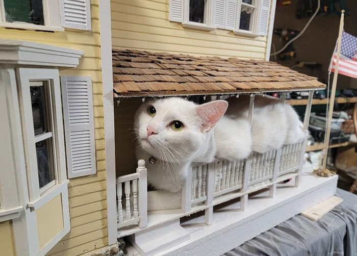 50 Times People Documented Animal ‘If I Fits, I Sits’ Examples In Real Life 50 Times People Documented Animal ‘If I Fits, I Sits’ Examples In Real Life