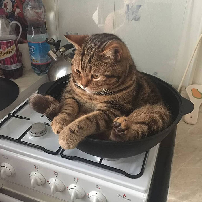 50 Times People Documented Animal ‘If I Fits, I Sits’ Examples In Real Life 50 Times People Documented Animal ‘If I Fits, I Sits’ Examples In Real Life