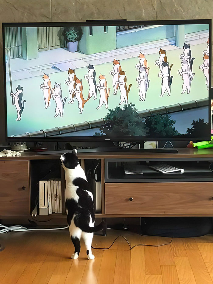 50 Nonsense Pics Of Cats That Weirdly Make Sense, As Shared By This Account Dedicated To ‘Avantgarde Cats’