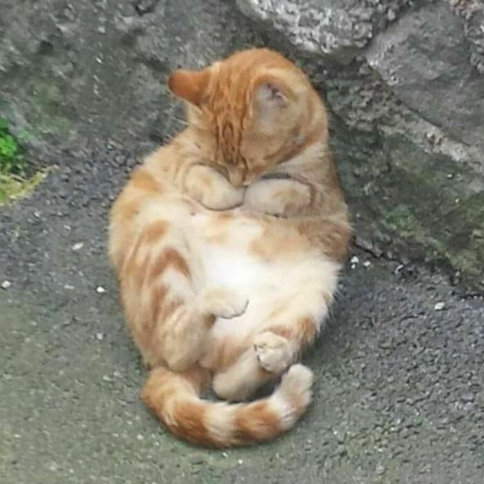 50 Nonsense Pics Of Cats That Weirdly Make Sense, As Shared By This Account Dedicated To ‘Avantgarde Cats’