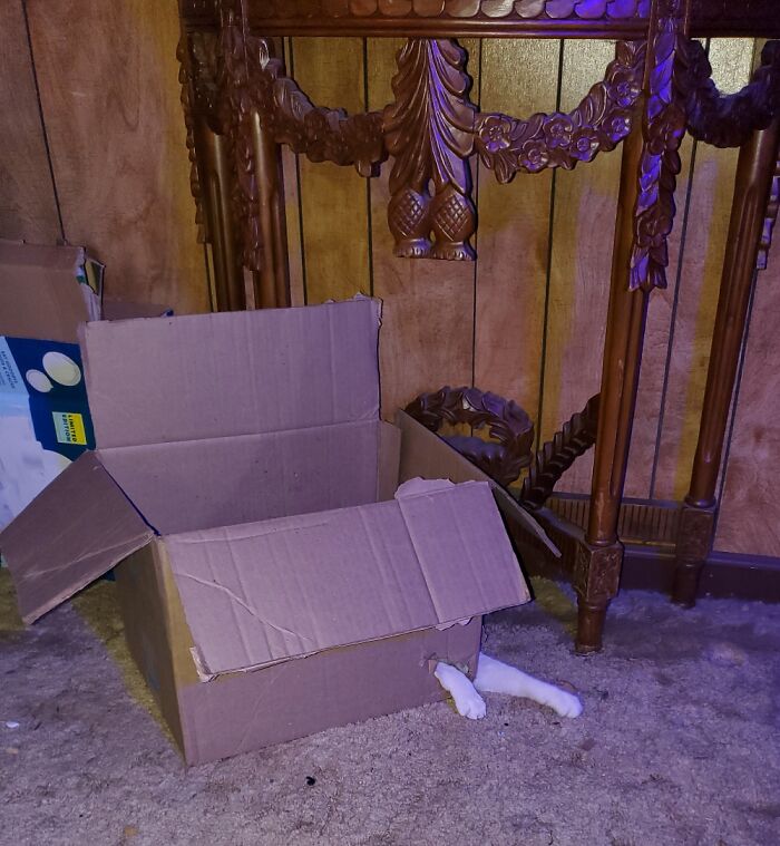 50 Nonsense Pics Of Cats That Weirdly Make Sense, As Shared By This Account Dedicated To ‘Avantgarde Cats’