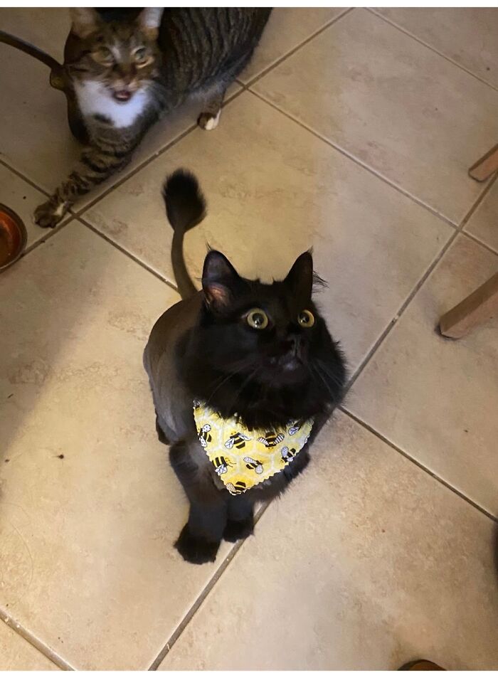 50 Nonsense Pics Of Cats That Weirdly Make Sense, As Shared By This Account Dedicated To ‘Avantgarde Cats’