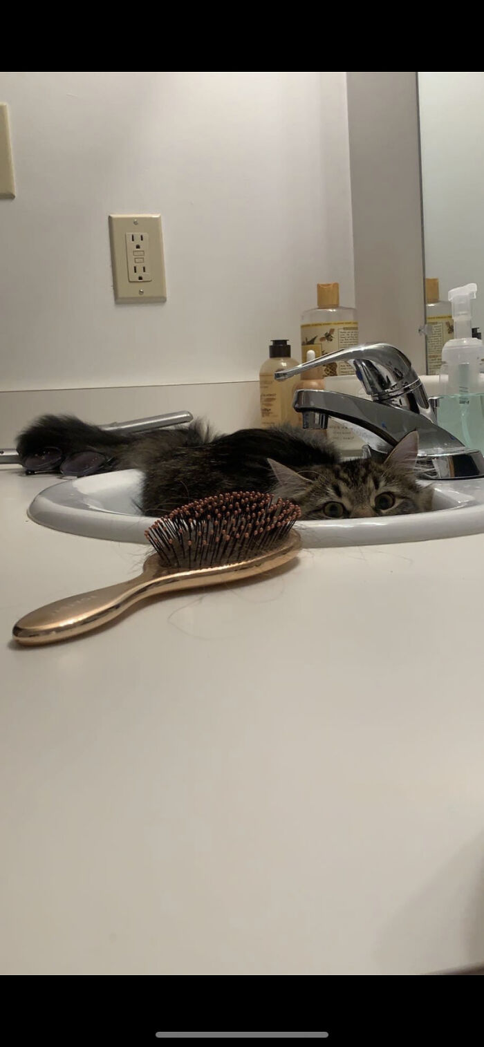 50 Nonsense Pics Of Cats That Weirdly Make Sense, As Shared By This Account Dedicated To ‘Avantgarde Cats’