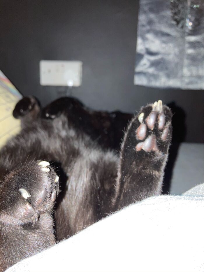 50 Nonsense Pics Of Cats That Weirdly Make Sense, As Shared By This Account Dedicated To ‘Avantgarde Cats’