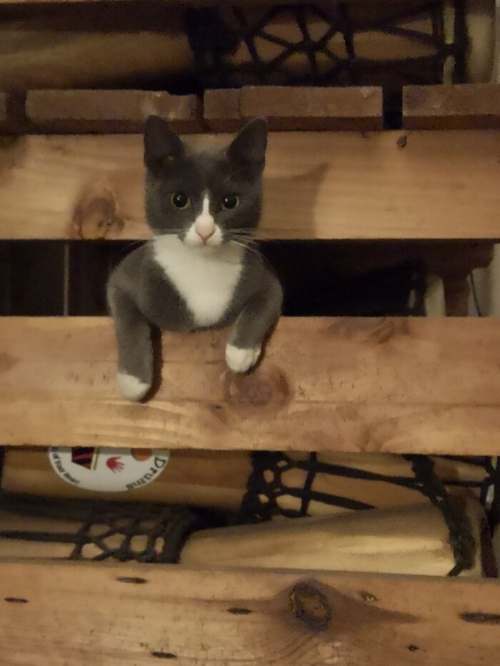 50 Nonsense Pics Of Cats That Weirdly Make Sense, As Shared By This Account Dedicated To ‘Avantgarde Cats’