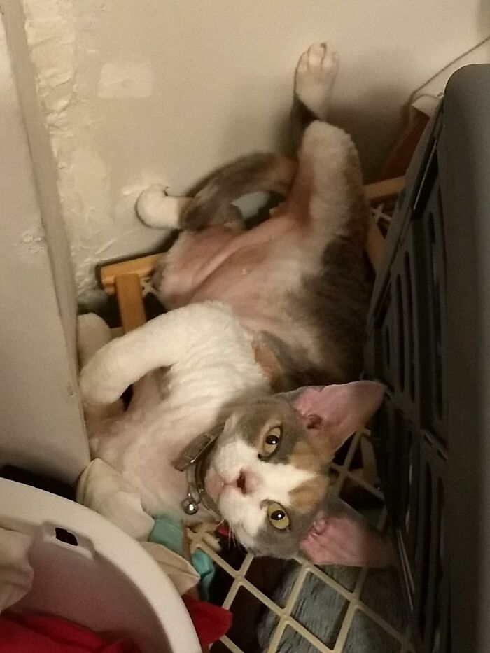 50 Nonsense Pics Of Cats That Weirdly Make Sense, As Shared By This Account Dedicated To ‘Avantgarde Cats’