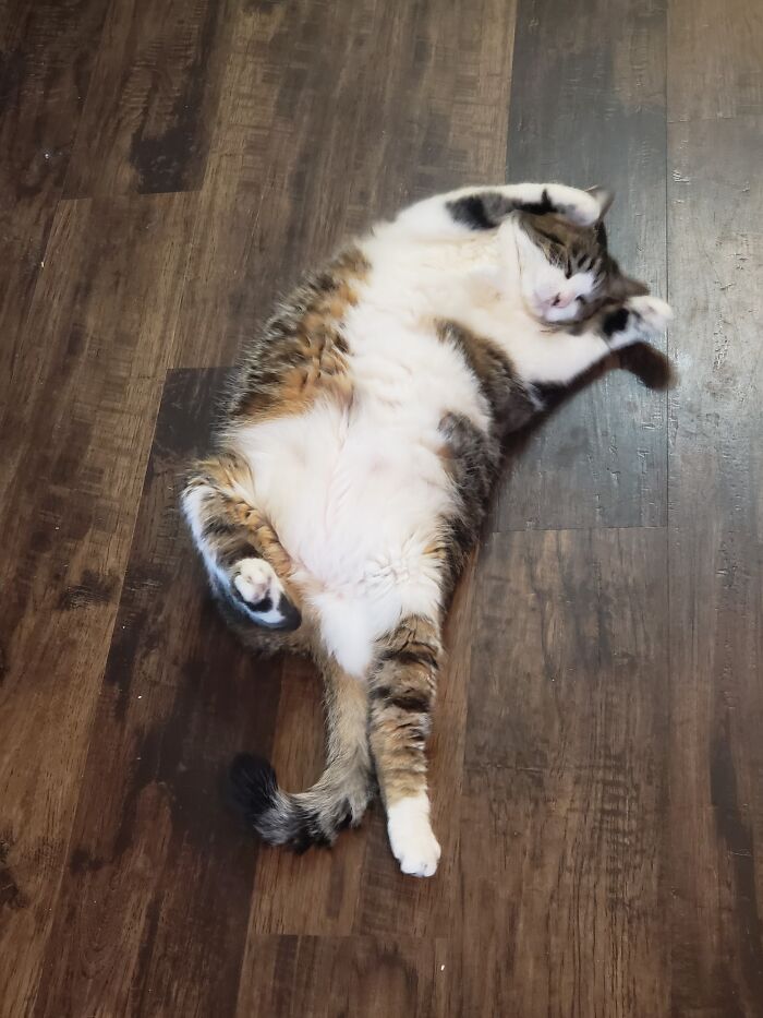 50 Nonsense Pics Of Cats That Weirdly Make Sense, As Shared By This Account Dedicated To ‘Avantgarde Cats’