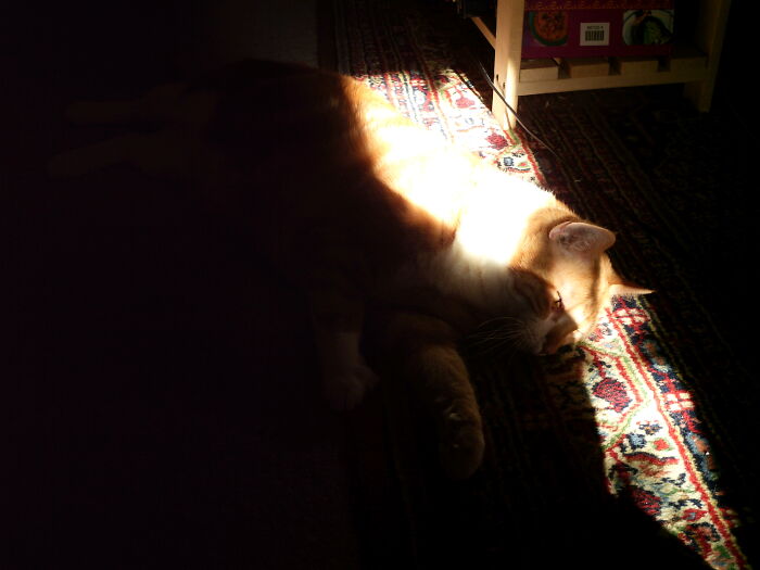 50 Nonsense Pics Of Cats That Weirdly Make Sense, As Shared By This Account Dedicated To ‘Avantgarde Cats’