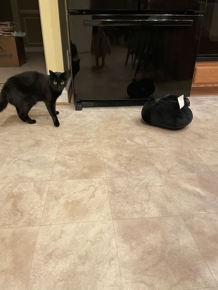 50 Nonsense Pics Of Cats That Weirdly Make Sense, As Shared By This Account Dedicated To ‘Avantgarde Cats’