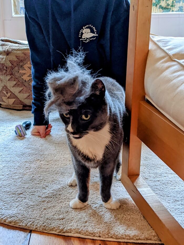 50 Nonsense Pics Of Cats That Weirdly Make Sense, As Shared By This Account Dedicated To ‘Avantgarde Cats’