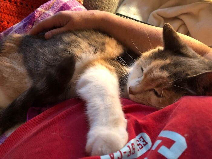 50 Nonsense Pics Of Cats That Weirdly Make Sense, As Shared By This Account Dedicated To ‘Avantgarde Cats’