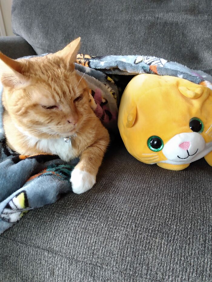 50 Nonsense Pics Of Cats That Weirdly Make Sense, As Shared By This Account Dedicated To ‘Avantgarde Cats’