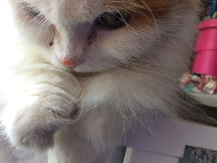 50 Nonsense Pics Of Cats That Weirdly Make Sense, As Shared By This Account Dedicated To ‘Avantgarde Cats’