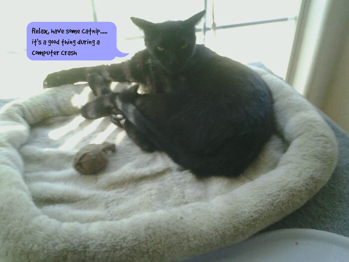 50 Nonsense Pics Of Cats That Weirdly Make Sense, As Shared By This Account Dedicated To ‘Avantgarde Cats’