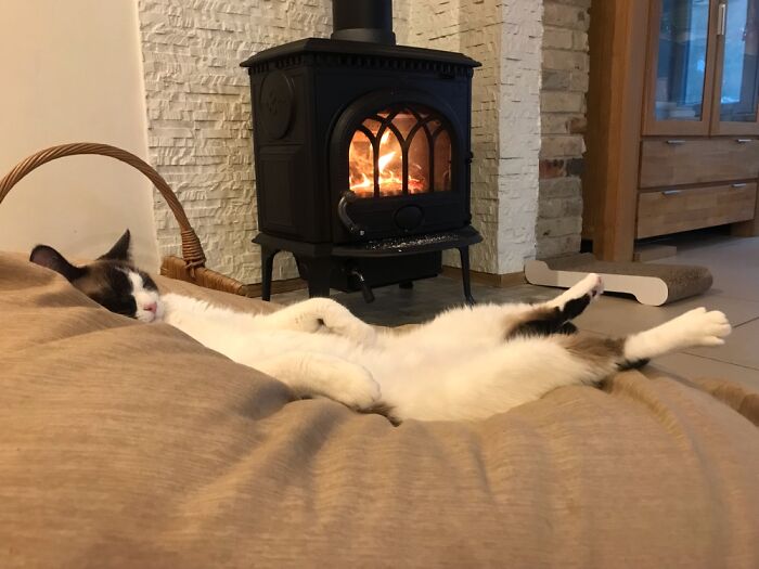 50 Nonsense Pics Of Cats That Weirdly Make Sense, As Shared By This Account Dedicated To ‘Avantgarde Cats’