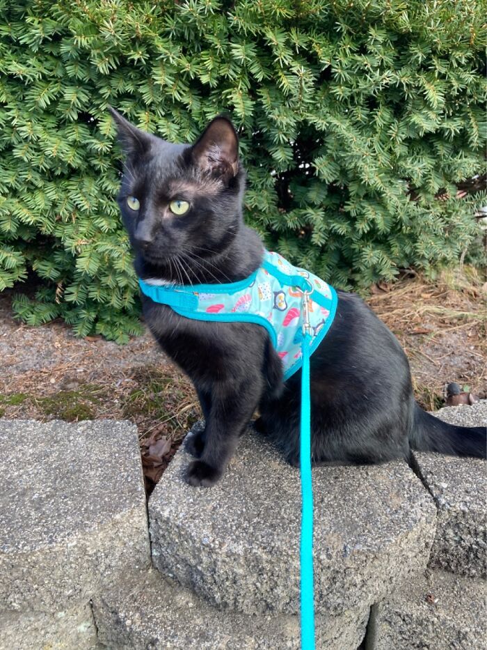 50 Nonsense Pics Of Cats That Weirdly Make Sense, As Shared By This Account Dedicated To ‘Avantgarde Cats’