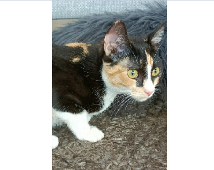 50 Nonsense Pics Of Cats That Weirdly Make Sense, As Shared By This Account Dedicated To ‘Avantgarde Cats’