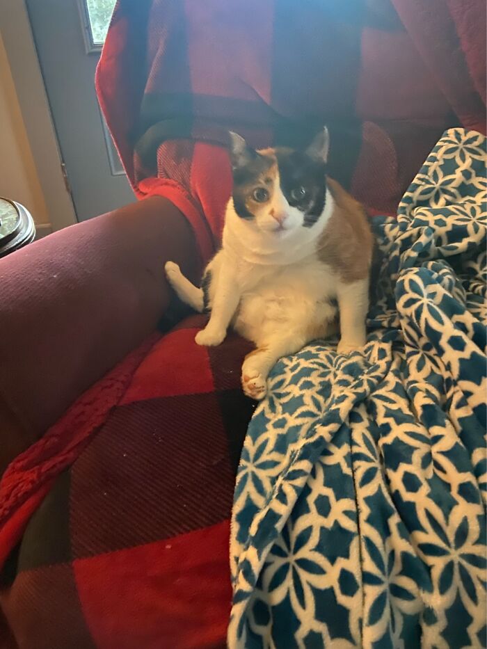 50 Nonsense Pics Of Cats That Weirdly Make Sense, As Shared By This Account Dedicated To ‘Avantgarde Cats’