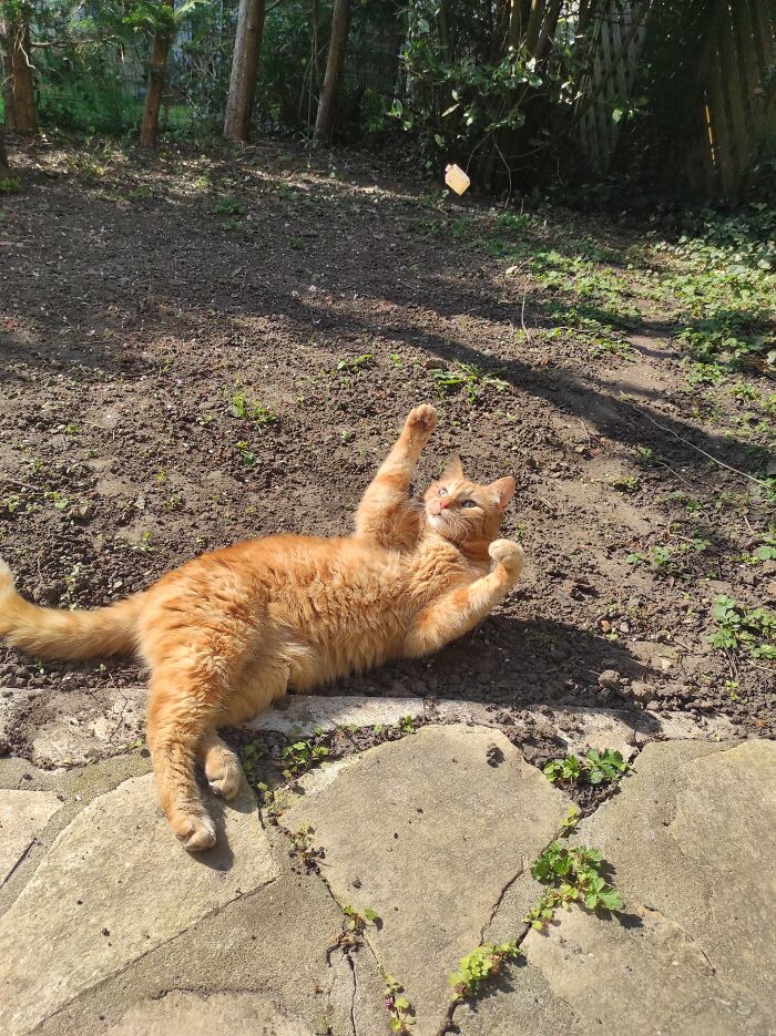 50 Nonsense Pics Of Cats That Weirdly Make Sense, As Shared By This Account Dedicated To ‘Avantgarde Cats’