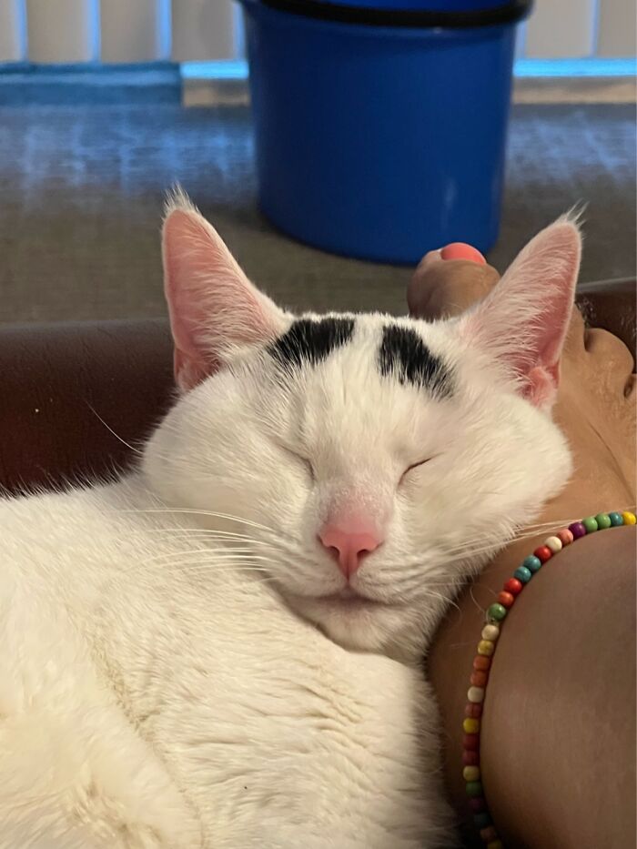 50 Nonsense Pics Of Cats That Weirdly Make Sense, As Shared By This Account Dedicated To ‘Avantgarde Cats’