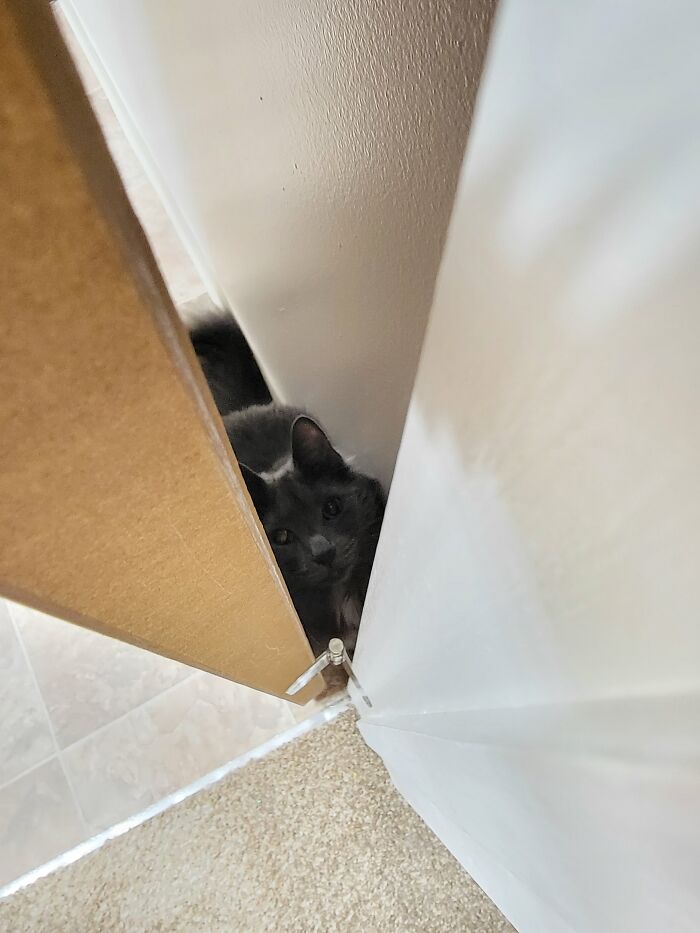 50 Nonsense Pics Of Cats That Weirdly Make Sense, As Shared By This Account Dedicated To ‘Avantgarde Cats’