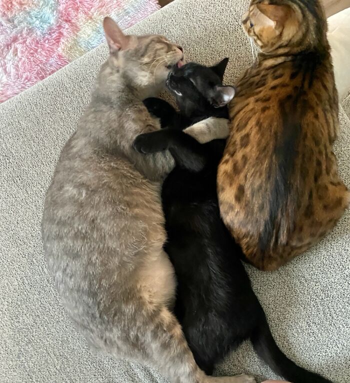 50 Nonsense Pics Of Cats That Weirdly Make Sense, As Shared By This Account Dedicated To ‘Avantgarde Cats’