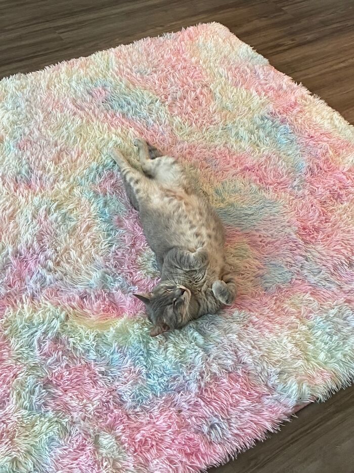 50 Nonsense Pics Of Cats That Weirdly Make Sense, As Shared By This Account Dedicated To ‘Avantgarde Cats’