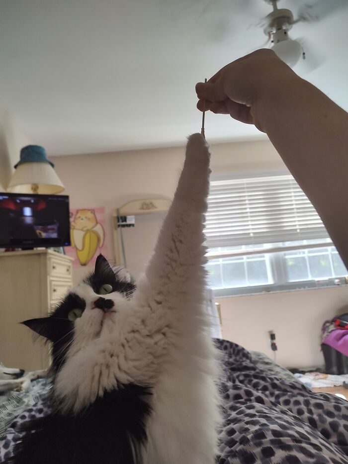 50 Nonsense Pics Of Cats That Weirdly Make Sense, As Shared By This Account Dedicated To ‘Avantgarde Cats’