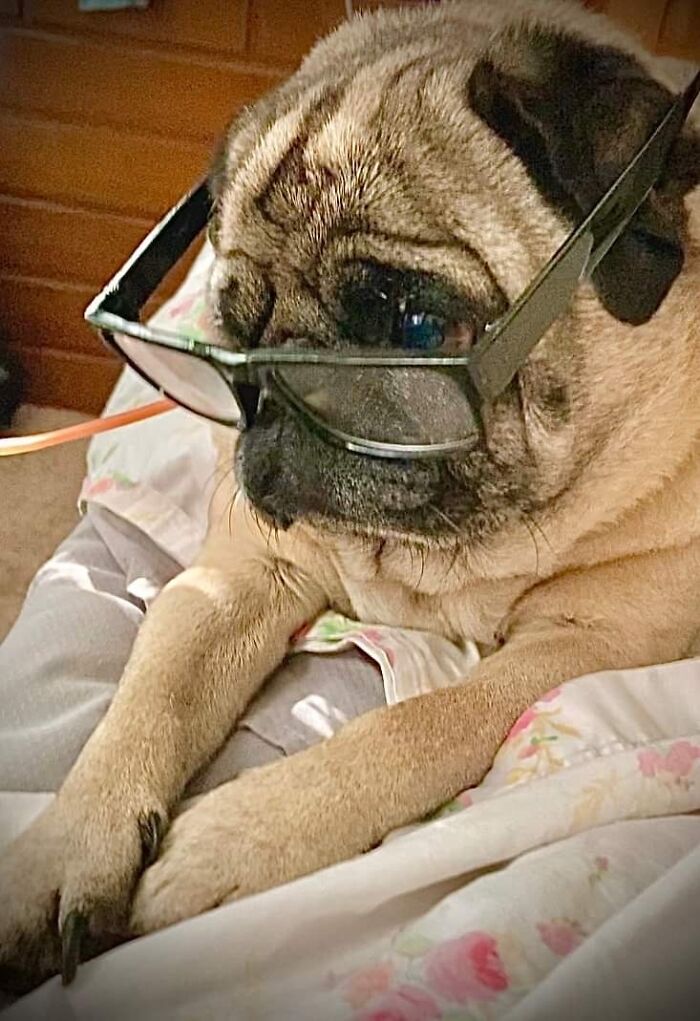 Hey Pandas, Show Me Your Pet Portraits Hey Pandas, Show Me Your Pet Portraits