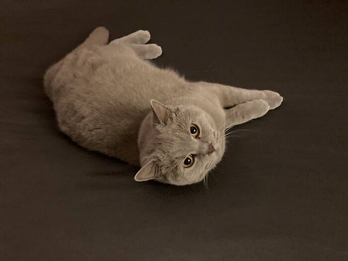 Hey Pandas, Show Me Your Pet Portraits Hey Pandas, Show Me Your Pet Portraits