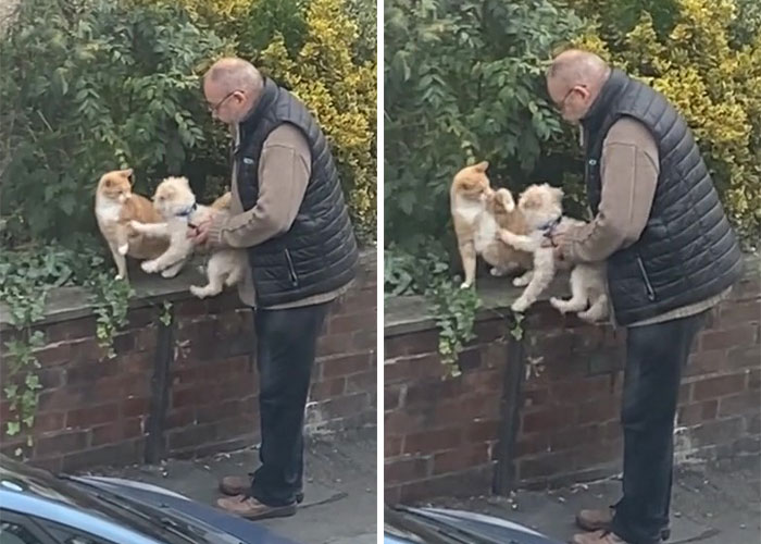 Video Of A Man Introducing His Dog To Neighborhood Cat Goes Viral With 7.7M Views