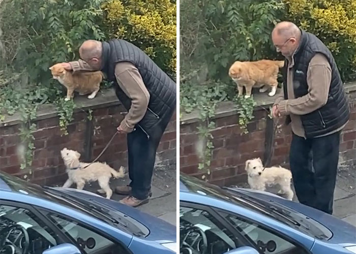 Video Of A Man Introducing His Dog To Neighborhood Cat Goes Viral With 7.7M Views