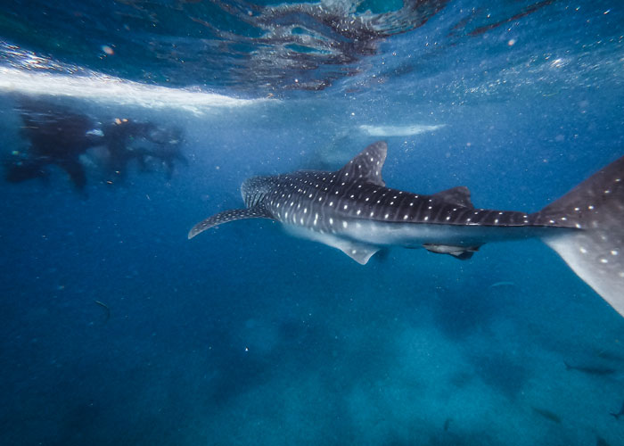 Divers Reveal 50 Disturbing Discoveries Underwater They Will Probably Never Be Able To Explain