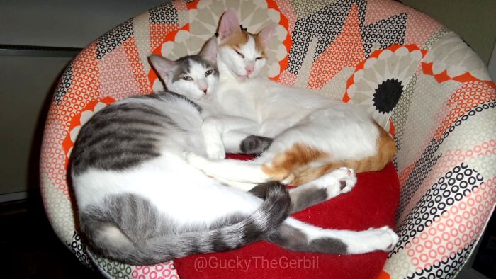 Hey Pandas, Where Is The Best Spot In Your House? Hey Pandas, Where Is The Best Spot In Your House?