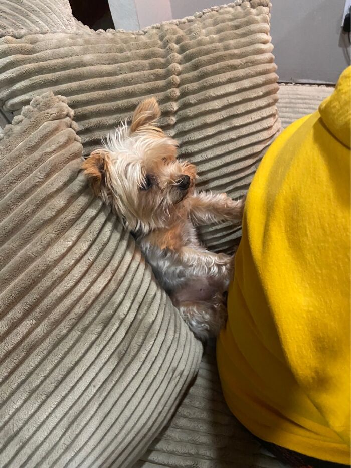 Hey Pandas, Where Is The Best Spot In Your House? Hey Pandas, Where Is The Best Spot In Your House?