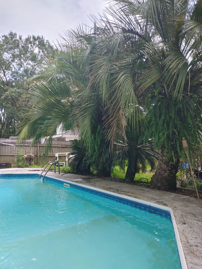 Hey Pandas, Where Is The Best Spot In Your House? Hey Pandas, Where Is The Best Spot In Your House?