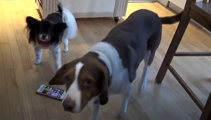 Two Dogs Managed To Call The Police 16 Times In 30 Minutes, And The Internet Is In Stitches Two Dogs Managed To Call The Police 16 Times In 30 Minutes, And The Internet Is In Stitches