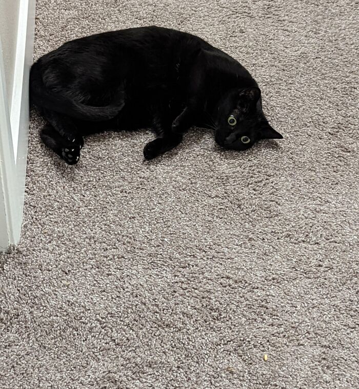 50 Times Cats Made Their Owners Wonder “What’s Wrong With My Cat” (New Pics) 50 Times Cats Made Their Owners Wonder “What’s Wrong With My Cat” (New Pics)