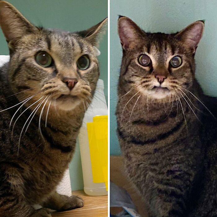 50 Times Cats Made Their Owners Wonder “What’s Wrong With My Cat” (New Pics) 50 Times Cats Made Their Owners Wonder “What’s Wrong With My Cat” (New Pics)