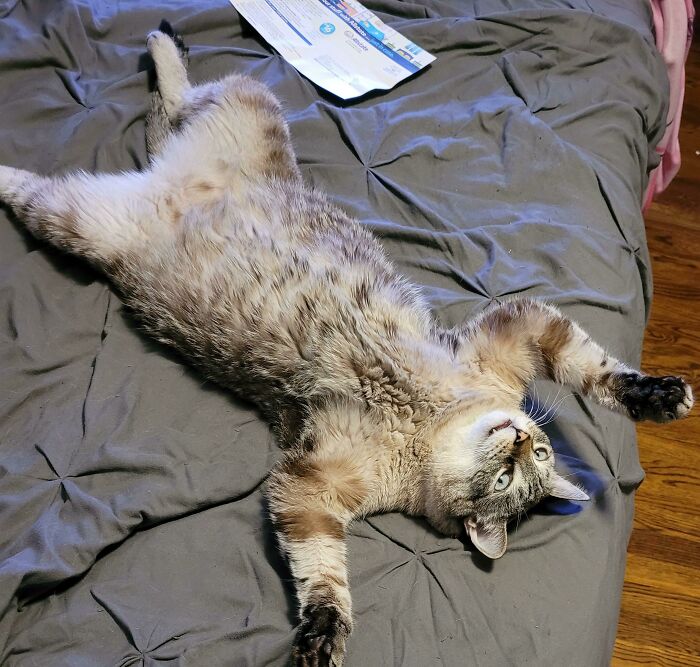 50 Times Cats Made Their Owners Wonder “What’s Wrong With My Cat” (New Pics) 50 Times Cats Made Their Owners Wonder “What’s Wrong With My Cat” (New Pics)