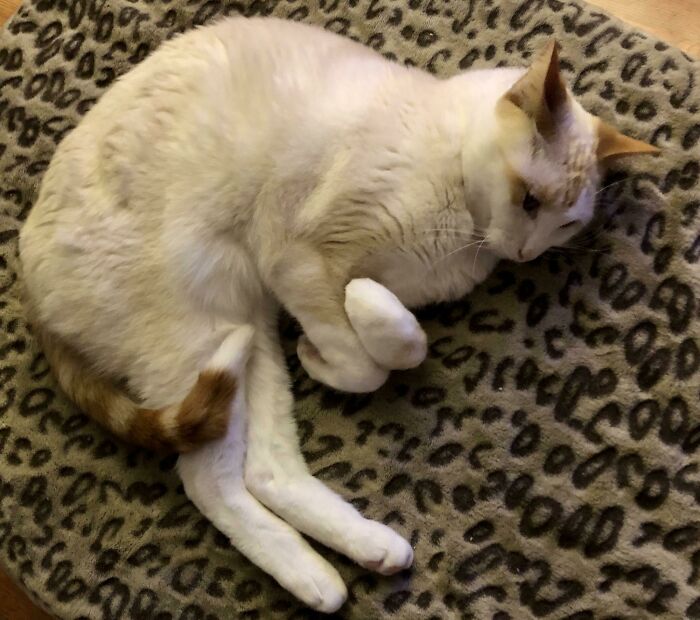 50 Times Cats Made Their Owners Wonder “What’s Wrong With My Cat” (New Pics) 50 Times Cats Made Their Owners Wonder “What’s Wrong With My Cat” (New Pics)