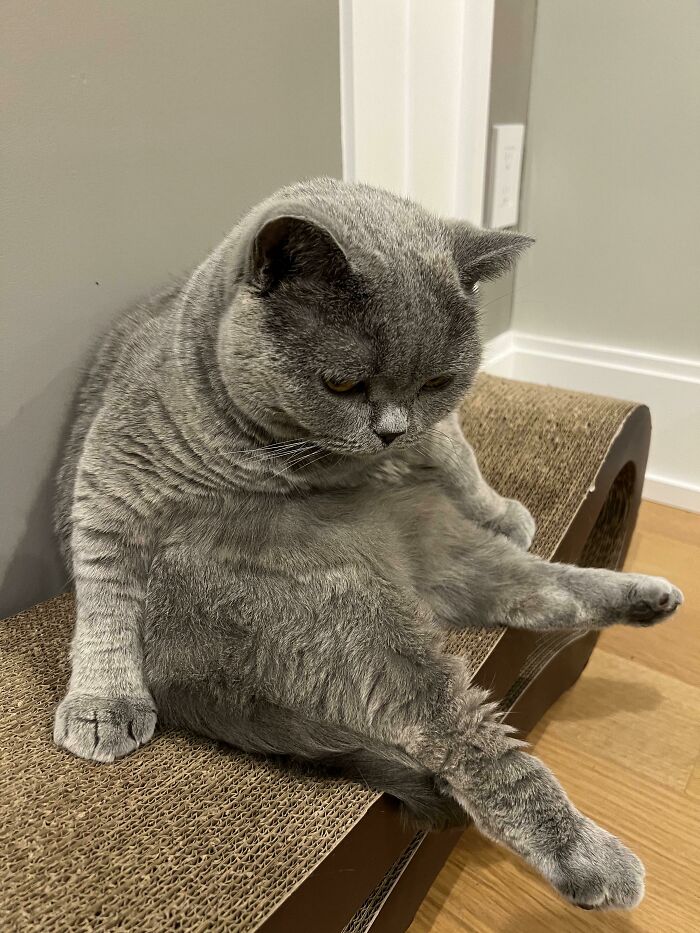 50 Times Cats Made Their Owners Wonder “What’s Wrong With My Cat” (New Pics) 50 Times Cats Made Their Owners Wonder “What’s Wrong With My Cat” (New Pics)