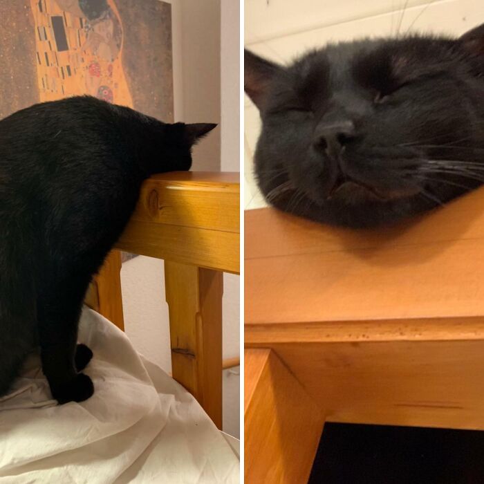 50 Times Cats Made Their Owners Wonder “What’s Wrong With My Cat” (New Pics) 50 Times Cats Made Their Owners Wonder “What’s Wrong With My Cat” (New Pics)