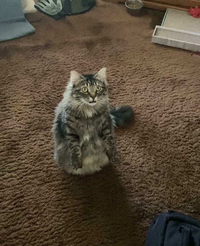 50 Times Cats Made Their Owners Wonder “What’s Wrong With My Cat” (New Pics) 50 Times Cats Made Their Owners Wonder “What’s Wrong With My Cat” (New Pics)