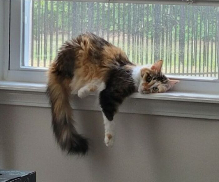 50 Times Cats Made Their Owners Wonder “What’s Wrong With My Cat” (New Pics) 50 Times Cats Made Their Owners Wonder “What’s Wrong With My Cat” (New Pics)