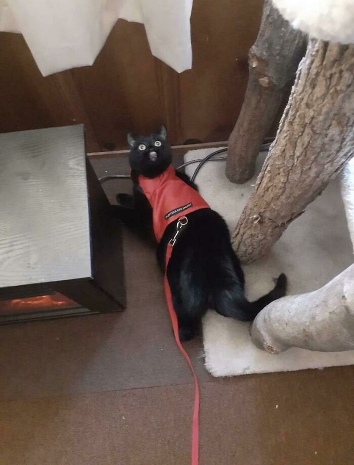 50 Times Cats Made Their Owners Wonder “What’s Wrong With My Cat” (New Pics) 50 Times Cats Made Their Owners Wonder “What’s Wrong With My Cat” (New Pics)