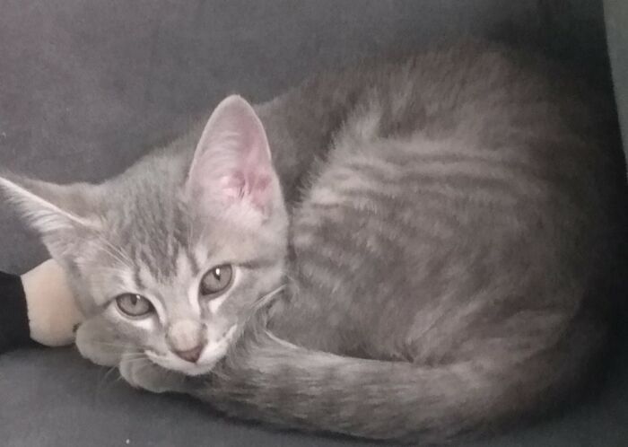 Hey Pandas, Post Something You Are Currently Making (Closed) Hey Pandas, Post Something You Are Currently Making (Closed)