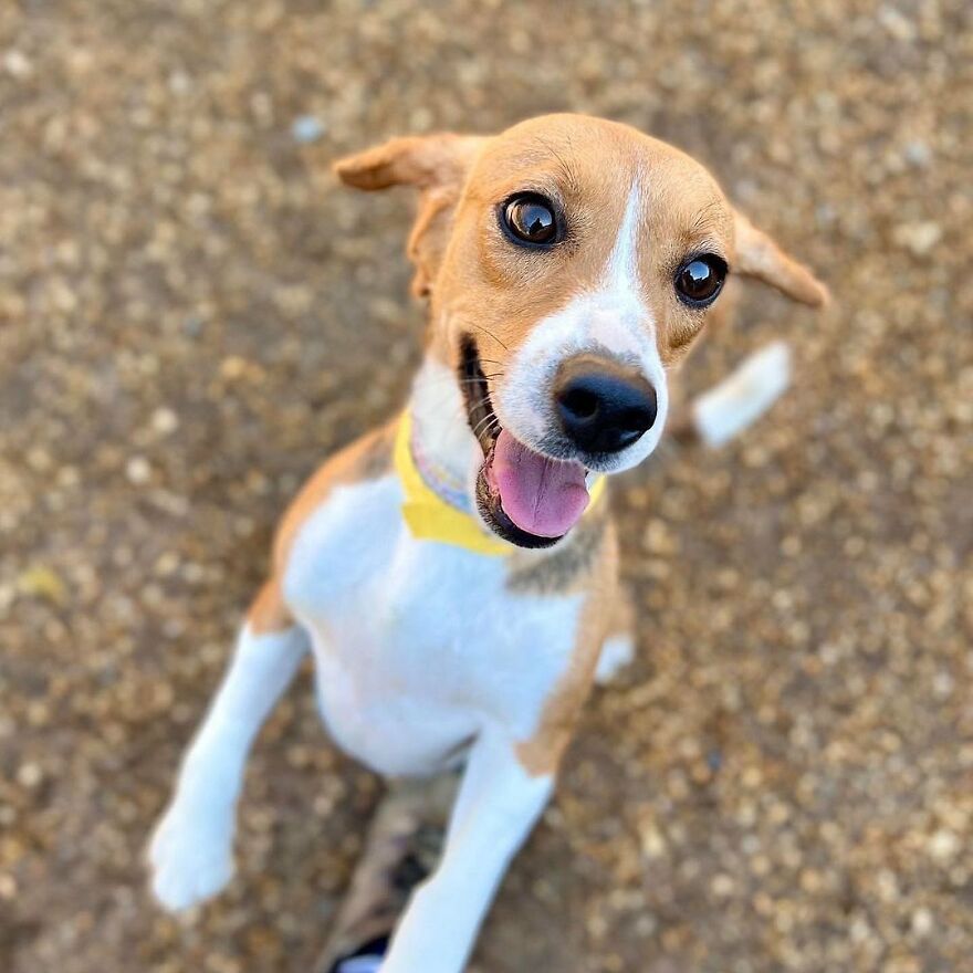 “They Don’t Know What Grass Is”: Over 4000 Beagles Got Rescued From A Medical Facility, And Now They Are In Dire Need Of New Homes “They Don’t Know What Grass Is”: Over 4000 Beagles Got Rescued From A Medical Facility, And Now They Are In Dire Need Of New Homes