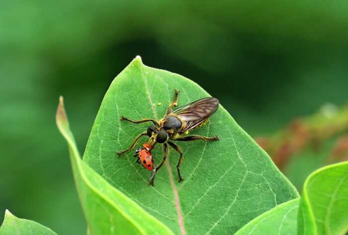 Hey Pandas, What Is This Thing? Help Other Pandas Identify Random Items In The Comments Hey Pandas, What Is This Thing? Help Other Pandas Identify Random Items In The Comments